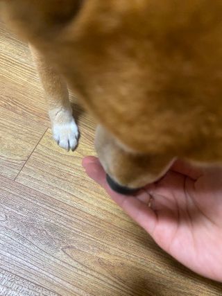 My Pet Care 천연단백질 눈건강에 개좋아 — 5점을 준 리뷰어가 2021년 2월 올린 사용 사진
