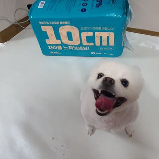 아베크 펫 와이드 프리미엄 중형 애견 강아지 배변 패드 54매 1팩 45g — 5점을 준 리뷰어가 2021년 7월 올린 사용 사진