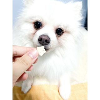 페페로니 자기전에 먹는 저알러지 껌 세트 치킨+오리 — 4점을 준 리뷰어가 2021년 8월 올린 사용 사진