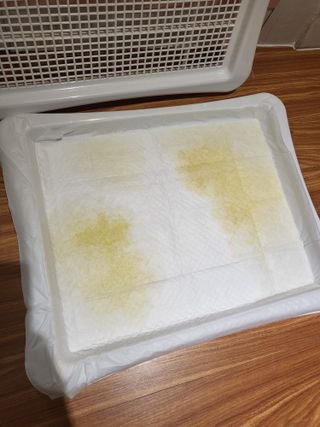 냥아치들님이 올린 리뷰 사진 4