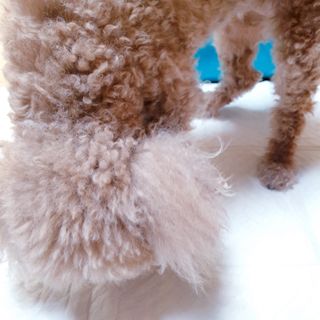 아베크 펫 와이드 프리미엄 대형 애견 강아지 배변 패드 30매 1팩 80g — 5점을 준 리뷰어가 2021년 7월 올린 사용 사진