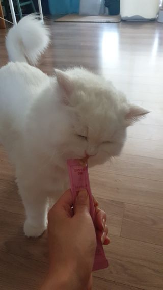 페페로니 잘 먹는 캣츄 - 알래스카 연어 24개입 — 5점을 준 리뷰어가 2021년 7월 올린 사용 사진