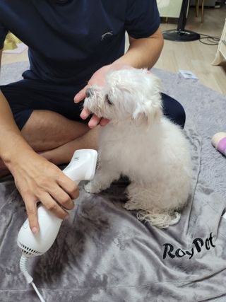 아베크 펫 강아지 고양이 애견 에어 브러쉬 드라이기 올인원 — 5점을 준 리뷰어가 2021년 7월 올린 사용 사진