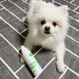 whol 키토미스트 150ml + 실리콘바디브러쉬  강아지 고양이 항균항바이러스, 강력탈취 피부 보습,무향 — 4.5점을 준 리뷰어가 2022년 9월 올린 사용 사진