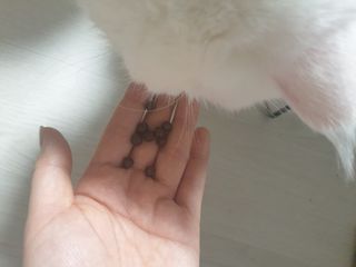 펫21 그로그로 5종 강아지 고양이 반려동물 한방 영양제 — 5점을 준 리뷰어가 2021년 12월 올린 사용 사진