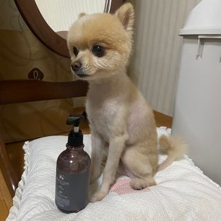 마리앤루이펫샴푸 [mari and louie pet shampoo] — 5점을 준 리뷰어가 2021년 7월 올린 사용 사진