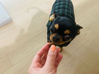 My Pet Care 천연단백질 관절건강에 개좋아 — 5점을 준 리뷰어가 2021년 3월 올린 사용 사진