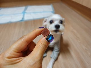 My Pet Care 천연단백질 눈건강에 개좋아 — 5점을 준 리뷰어가 2020년 12월 올린 사용 사진
