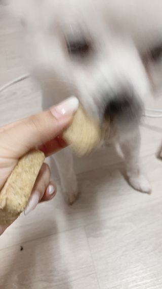 펫에이블 데일리바이트 키토 [비프], [치킨] — 4점을 준 리뷰어가 2021년 8월 올린 사용 사진