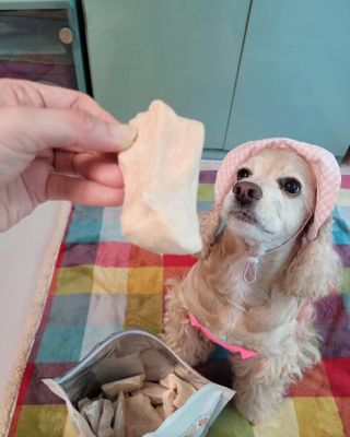 [펫시밀] 원물그대로 영양듬뿍 동결건조 왕북어트릿300g,왕치킨트릿400g,열빙어트릿300g 대용량 간식 — 5점을 준 리뷰어가 2023년 5월 올린 사용 사진