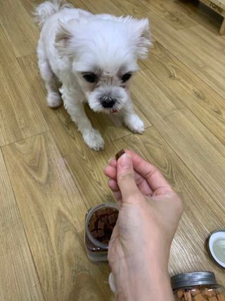 페페로니 진짜 오메가3 연어+소고기 180g+180g — 5점을 준 리뷰어가 2021년 7월 올린 사용 사진