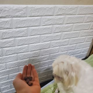 My Pet Care 천연단백질 눈건강에 개좋아 — 5점을 준 리뷰어가 2020년 12월 올린 사용 사진