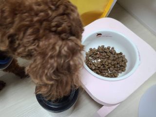 [푸디웜] 라포그  리얼인섹트 웨이트밸런스 저알러지 강아지 사료  1.2KG — 5점을 준 리뷰어가 2021년 7월 올린 사용 사진