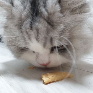 페페로니 맛있는 스틱 - 무항생제 닭고기 15개 + 원양선 참치 15개 — 5점을 준 리뷰어가 2021년 8월 올린 사용 사진