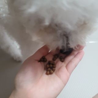 펫21 그로그로 5종 강아지 고양이 반려동물 한방 영양제 — 3점을 준 리뷰어가 2021년 12월 올린 사용 사진