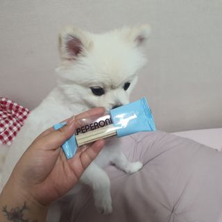 페페로니 클린플러스 덴탈오리껌 10g x 14p — 5점을 준 리뷰어가 2021년 7월 올린 사용 사진