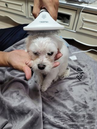 아베크 펫 강아지 고양이 애견 에어 브러쉬 드라이기 올인원 — 5점을 준 리뷰어가 2021년 7월 올린 사용 사진