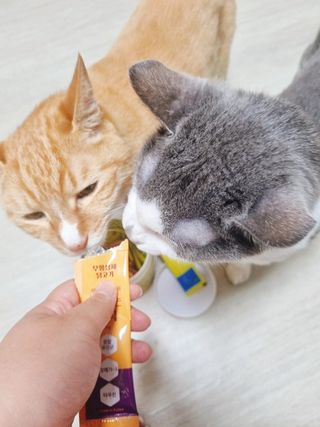 페페로니 맛있는 스틱 - 무항생제 닭고기 15개 + 원양선 참치 15개 — 5점을 준 리뷰어가 2021년 7월 올린 사용 사진