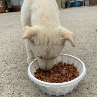 My Pet Care 모발과 모질 피부건강에 개좋아 — 5점을 준 리뷰어가 2021년 4월 올린 사용 사진