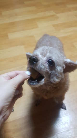 쪼꼬사랑이언니님이 올린 리뷰 사진 4