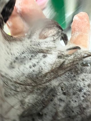 나노힐 르비에메르 소이 샴푸 300ml 구매평 — 5점을 준 리뷰어가 2024년 7월 올린 사용 사진