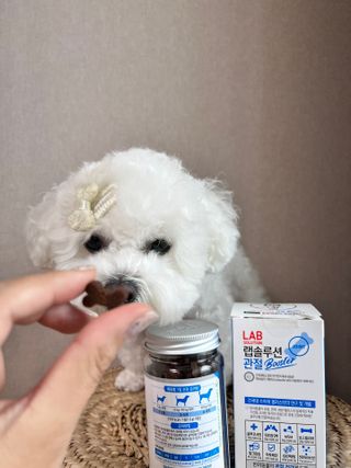 랩솔루션 강아지 영양제 3종 중 택 1 — 5점을 준 리뷰어가 2022년 5월 올린 사용 사진