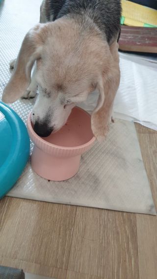 비타크래프트 조에시 하트캔 85g 강아지 습식캔 10캔 — 5점을 준 리뷰어가 2021년 7월 올린 사용 사진