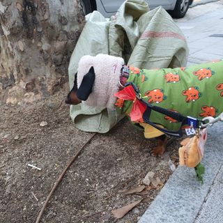 베이컨박스 [BACON] 고아웃클럽 산책 안전벨트 리뉴얼 - 중,대형견용 — 5점을 준 리뷰어가 2021년 12월 올린 사용 사진