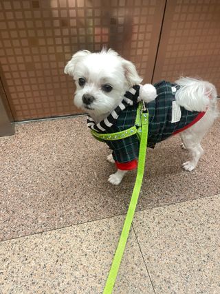 My Pet Care 천연단백질 눈건강에 개좋아 — 4점을 준 리뷰어가 2021년 4월 올린 사용 사진