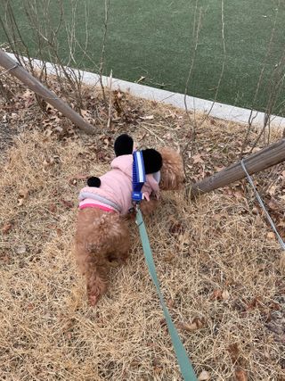베이컨박스 [BACON] 고아웃클럽 산책 안전벨트 — 5점을 준 리뷰어가 2021년 2월 올린 사용 사진