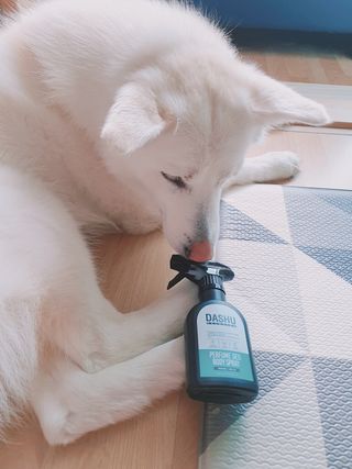 다슈코리아 다슈 솔루션 퍼퓸 데오 바디스프레이 프레쉬 그린 200ml — 5점을 준 리뷰어가 2021년 5월 올린 사용 사진