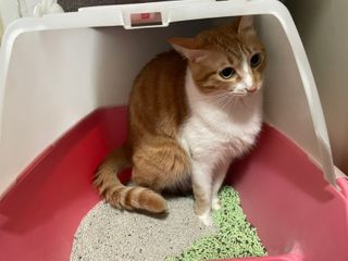 시나님님이 올린 리뷰 사진 1