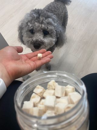 [펫시밀] 원물그대로 영양듬뿍 진공동결건조 북어트릿75g,치킨트릿100g,연어트릿75g 강아지 고양이 간식 — 5점을 준 리뷰어가 2023년 5월 올린 사용 사진