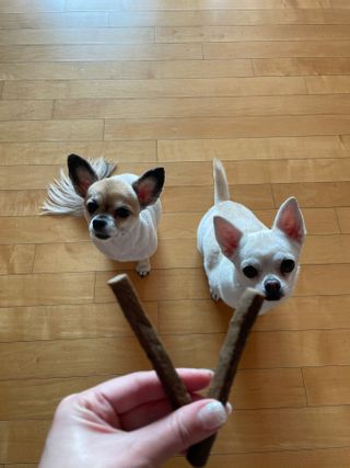 My Pet Care 천연단백질 치아건강에 개좋아 — 5점을 준 리뷰어가 2021년 2월 올린 사용 사진