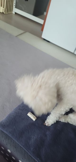 [펫시밀] 원물그대로 영양듬뿍 동결건조 왕북어트릿300g,왕치킨트릿400g,열빙어트릿300g 대용량 간식 — 5점을 준 리뷰어가 2023년 5월 올린 사용 사진