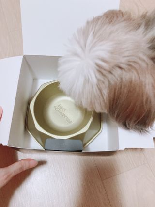 [세싹보울] 세균 싹~ 사라지는 셀앤핏 펫 항균동 애견식기 — 5점을 준 리뷰어가 2021년 6월 올린 사용 사진