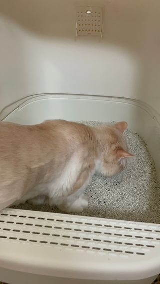 태공주님이 올린 리뷰 사진 3