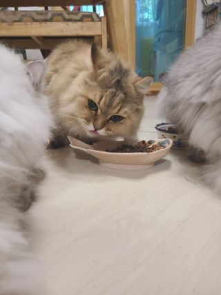 비타크래프트 포에시 델리스 고양이 파우치 85g 9가지맛 1팩씩 — 5점을 준 리뷰어가 2021년 8월 올린 사용 사진