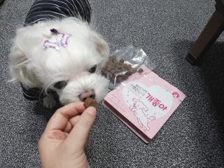 My Pet Care 천연단백질 관절건강에 개좋아 — 5점을 준 리뷰어가 2021년 1월 올린 사용 사진