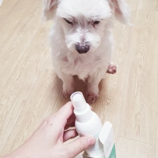 [댕모어 클리너 3종] 아이클리너 / 이어클리너 / 덴탈클리너 3종 세트 (120ml) — 5점을 준 리뷰어가 2023년 11월 올린 사용 사진