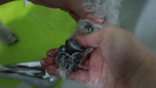 마리앤루이펫샴푸 [mari and louie pet shampoo] — 5점을 준 리뷰어가 2021년 6월 올린 사용 사진