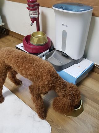 [세싹보울] 세균 싹~ 사라지는 셀앤핏 펫 항균동 애견식기 — 5점을 준 리뷰어가 2021년 6월 올린 사용 사진