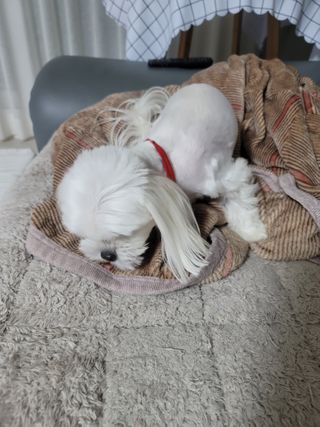 My Pet Care 천연단백질 관절건강에 개좋아 — 4점을 준 리뷰어가 2021년 2월 올린 사용 사진