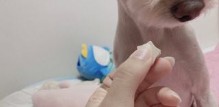 페페로니 자기전에 먹는 저알러지 껌 세트 치킨+오리 — 5점을 준 리뷰어가 2021년 7월 올린 사용 사진