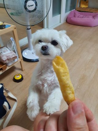 꿀버터 오!구마 꿀버터 오구마 16봉 — 5점을 준 리뷰어가 2021년 7월 올린 사용 사진