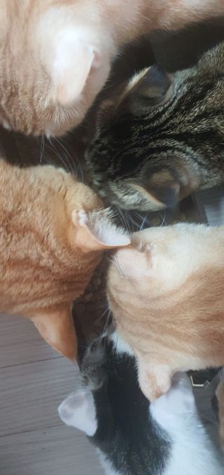 고양이망고님이 올린 리뷰 사진 3