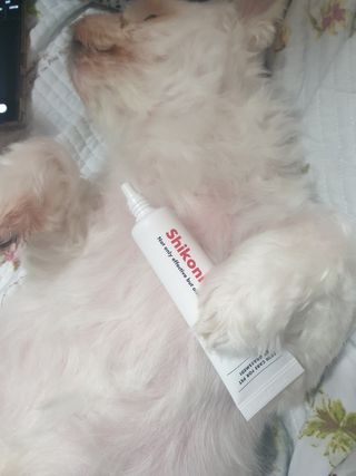 [자유펫] 시코니딘 고양이 강아지 피부 보습 연고 20g — 5점을 준 리뷰어가 2021년 11월 올린 사용 사진