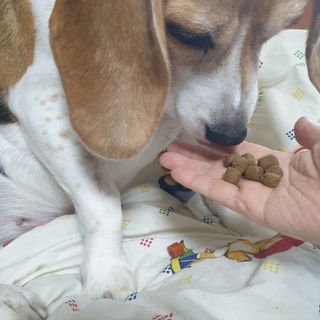 beaglelove님이 올린 리뷰 사진 3