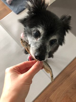 [펫시밀] 원물그대로 영양듬뿍 동결건조 왕북어트릿300g,왕치킨트릿400g,열빙어트릿300g 대용량 간식 — 5점을 준 리뷰어가 2023년 5월 올린 사용 사진