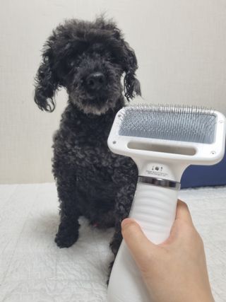 아베크 펫 강아지 고양이 애견 에어 브러쉬 드라이기 올인원 — 5점을 준 리뷰어가 2021년 7월 올린 사용 사진